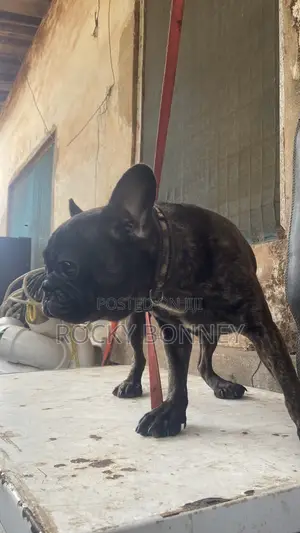 1+ year Male Purebred French Bulldog
