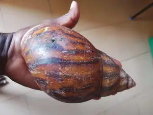 Bush Snails