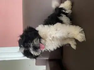 3-6 months Male Purebred Shih Tzu