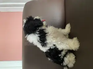 3-6 months Male Purebred Shih Tzu