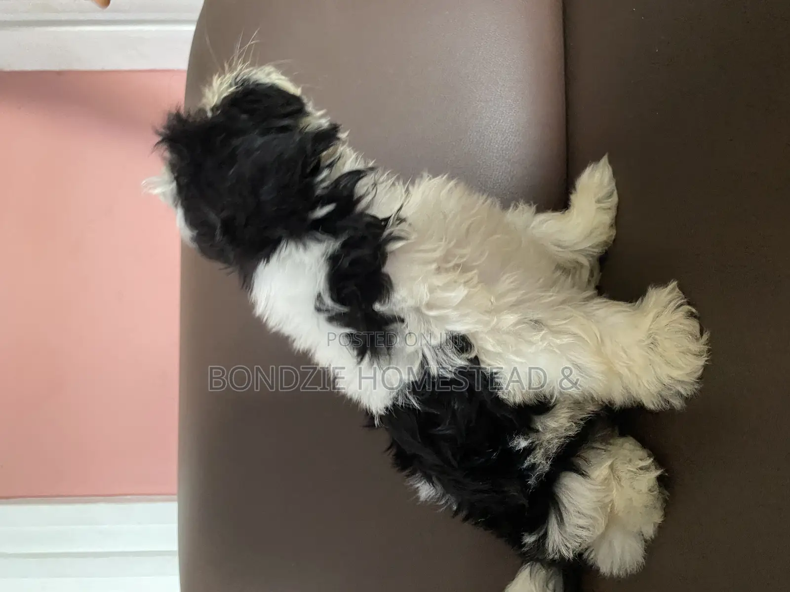 3-6 months Male Purebred Shih Tzu