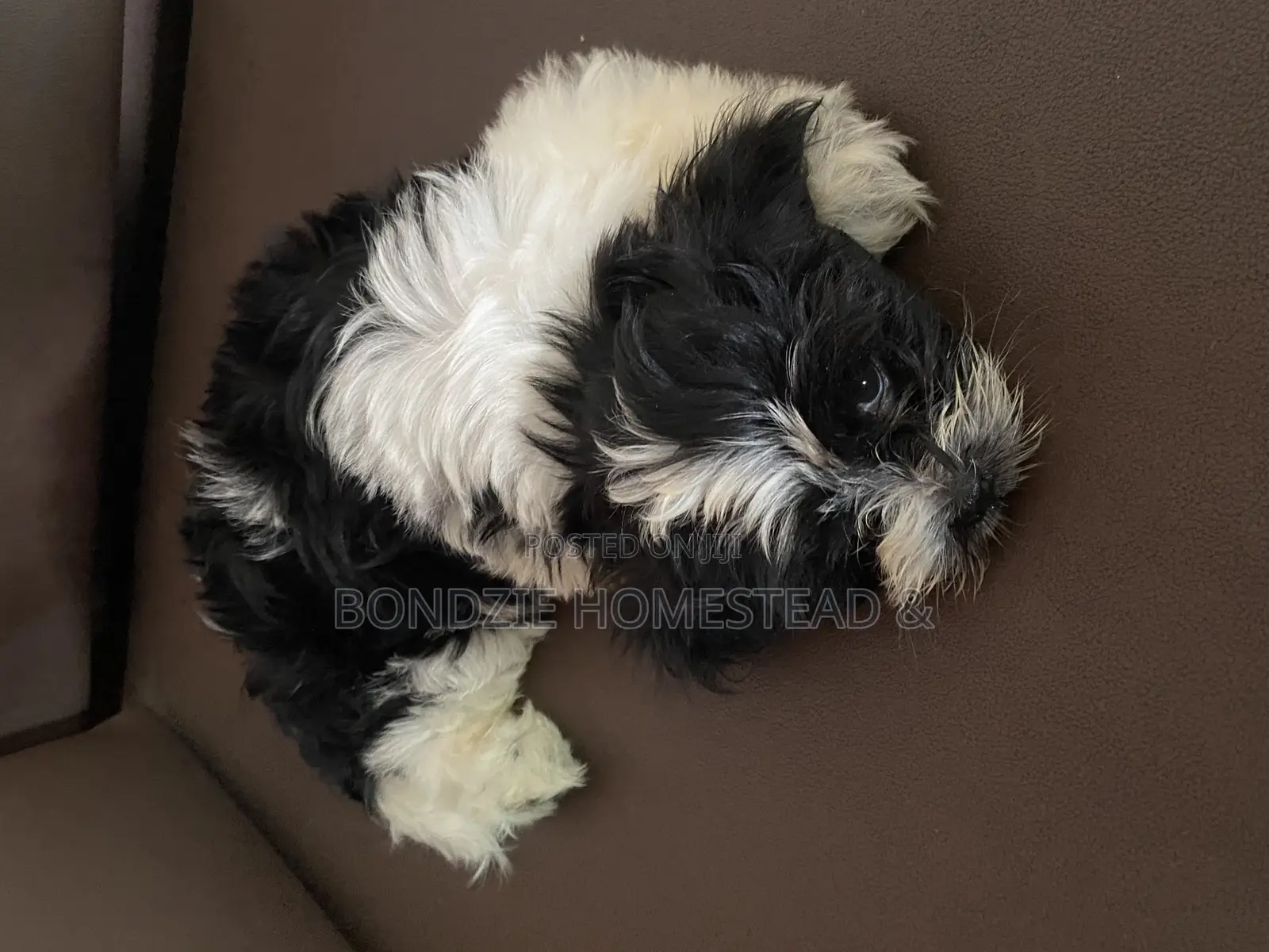 3-6 months Male Purebred Shih Tzu