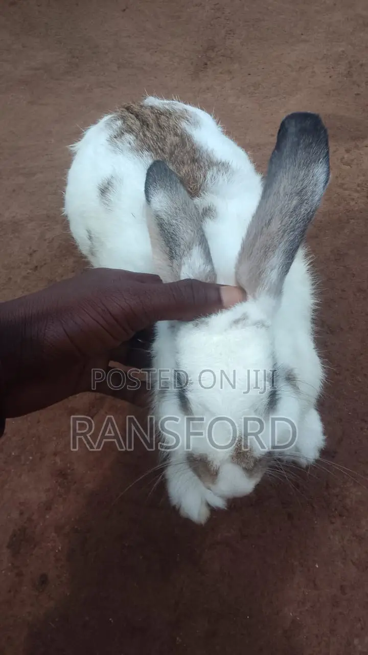 Rabbits Giant