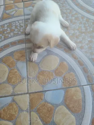 0-1 month Male Purebred Maltese