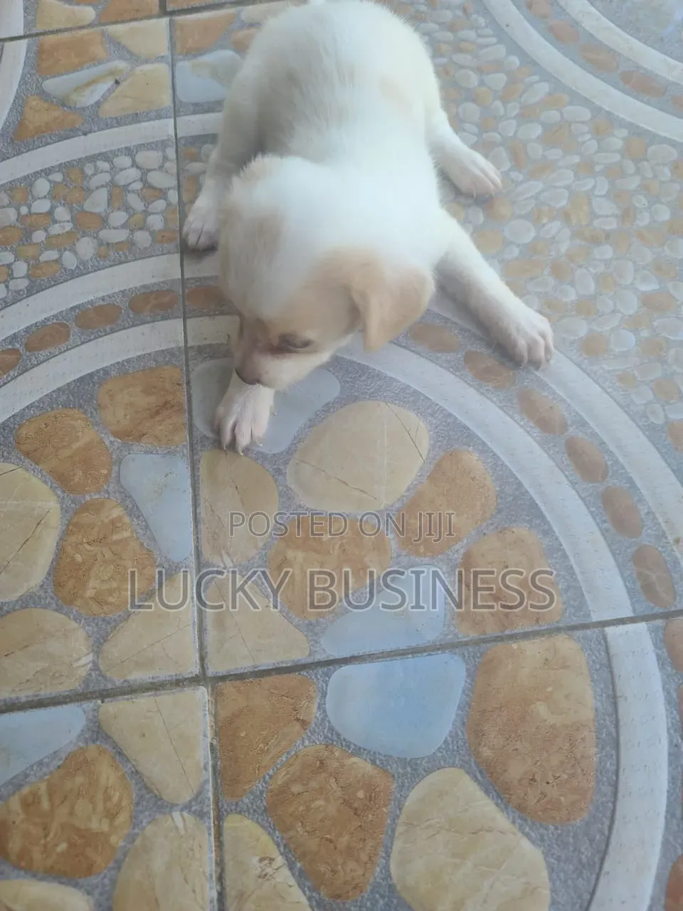 0-1 month Male Purebred Maltese