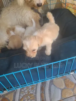 0-1 month Male Purebred Maltese