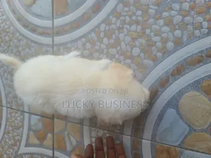 0-1 month Male Purebred Maltese
