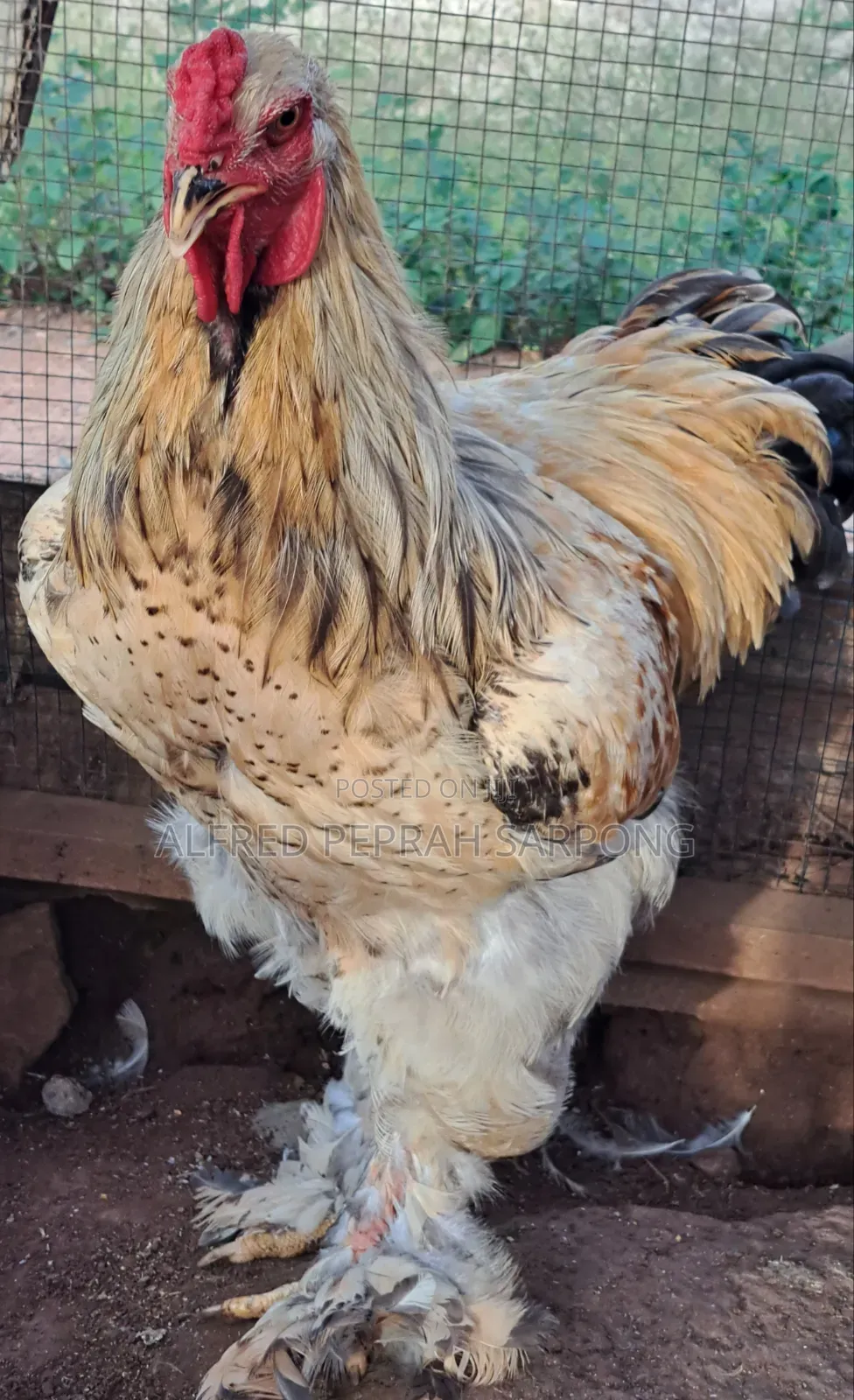 Brahma Chickens for Sale in Accra, Dansoman