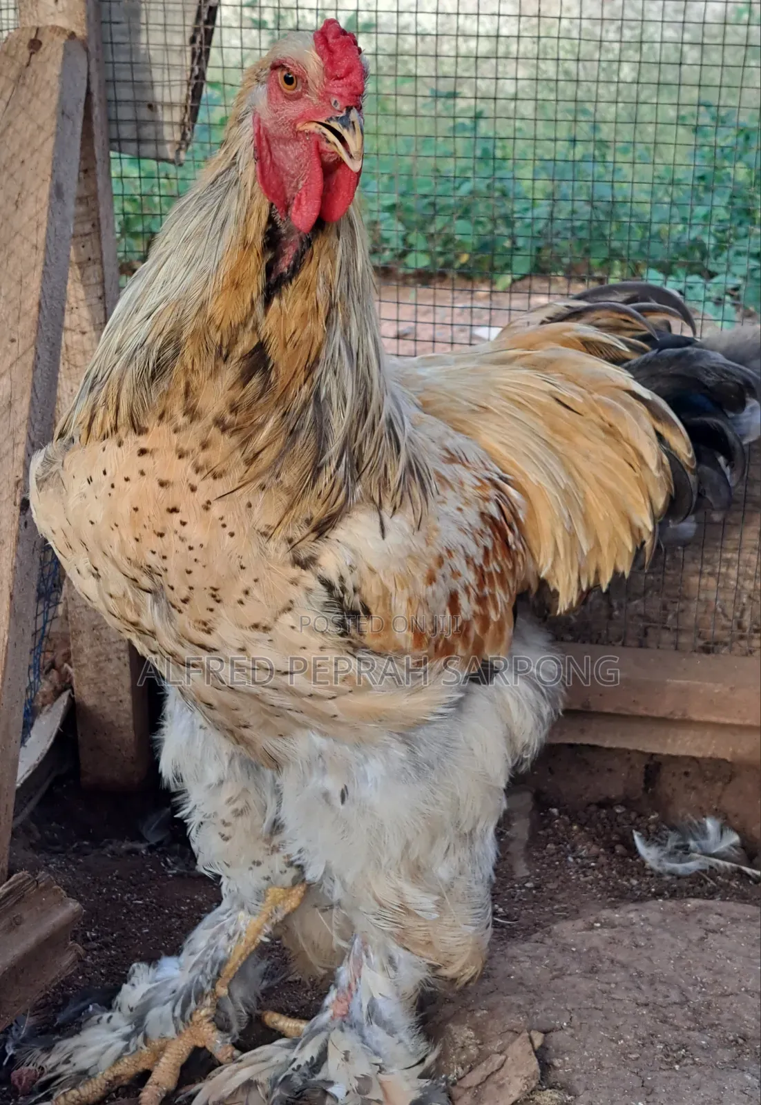 Brahma Chickens for Sale in Accra, Dansoman