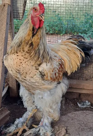 Brahma Chickens for Sale in Accra, Dansoman