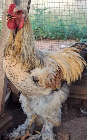 Brahma Chickens for Sale in Accra, Dansoman