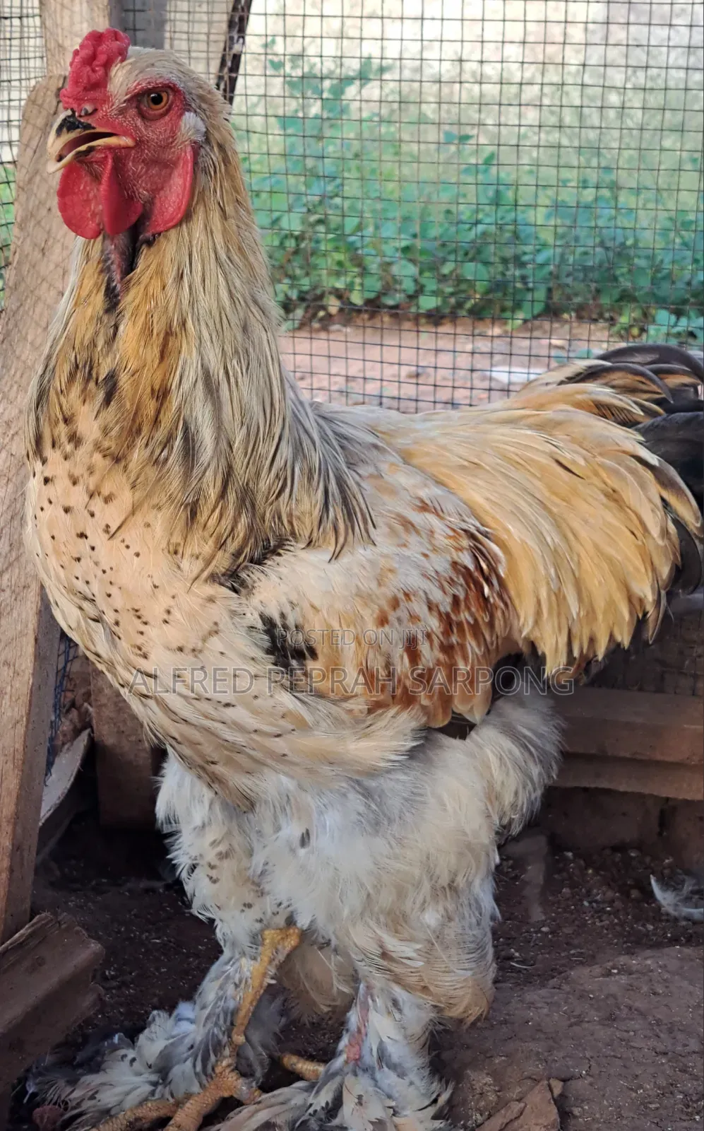 Brahma Chickens for Sale in Accra, Dansoman