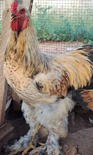 Brahma Chickens for Sale in Accra, Dansoman