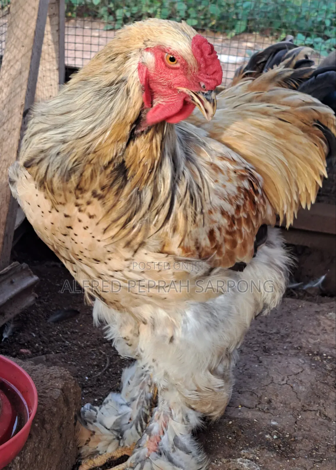 Brahma Chickens for Sale in Accra, Dansoman