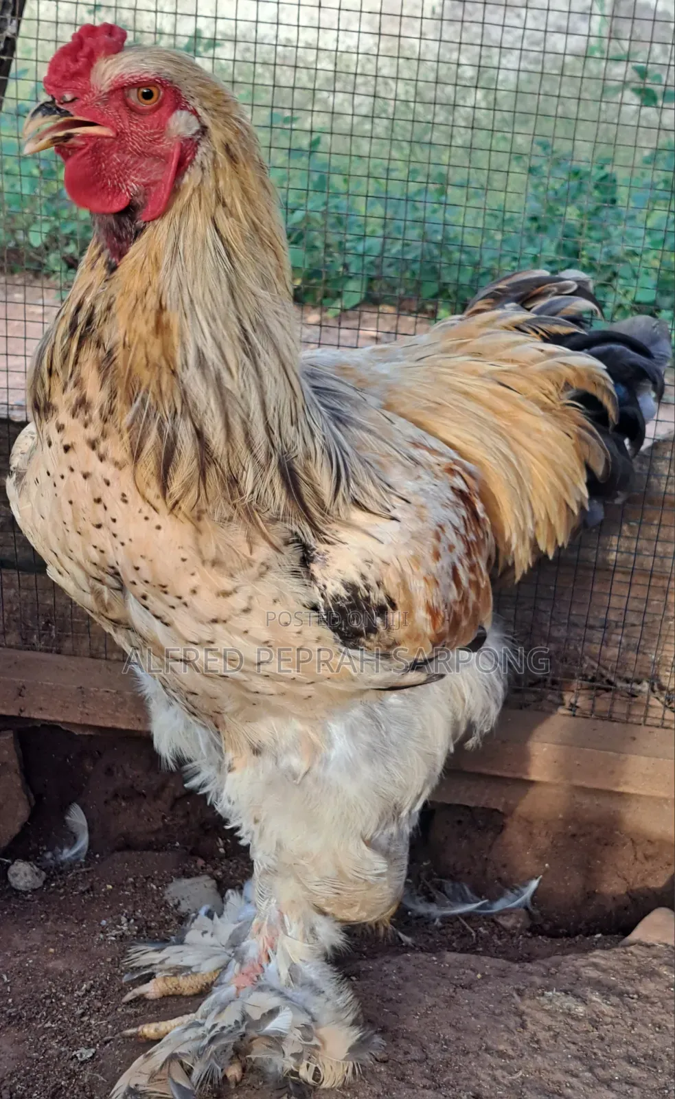 Brahma Chickens for Sale in Accra, Dansoman