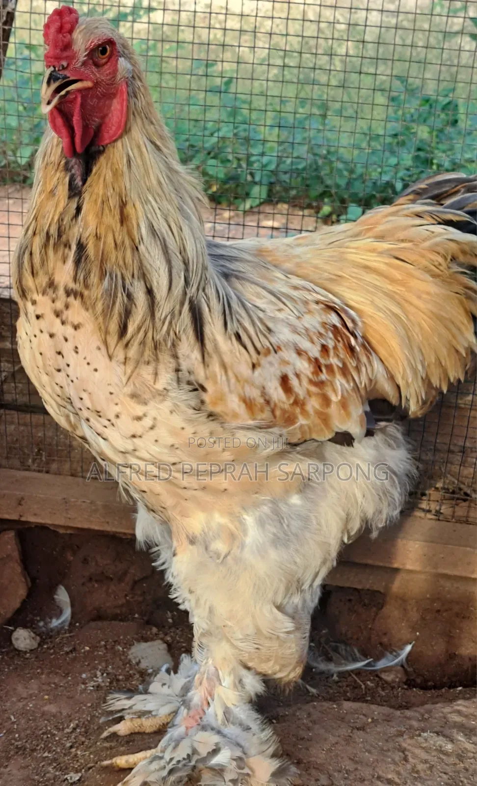Brahma Chickens for Sale in Accra, Dansoman