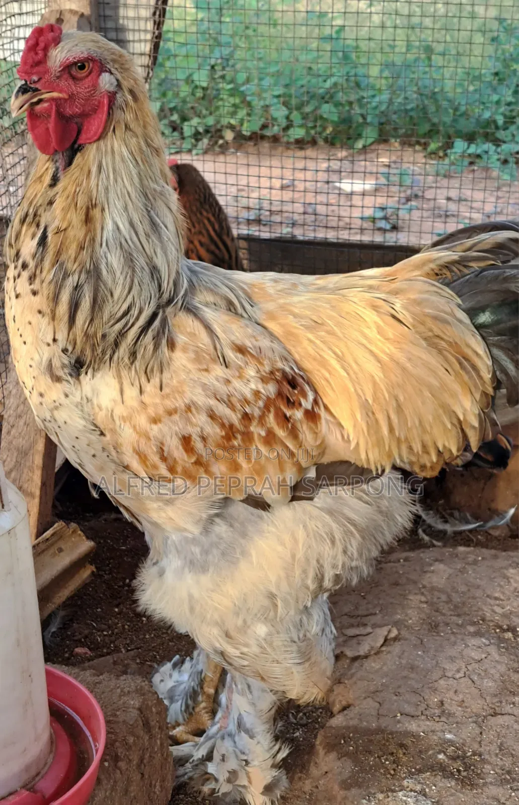 Brahma Chickens for Sale in Accra, Dansoman