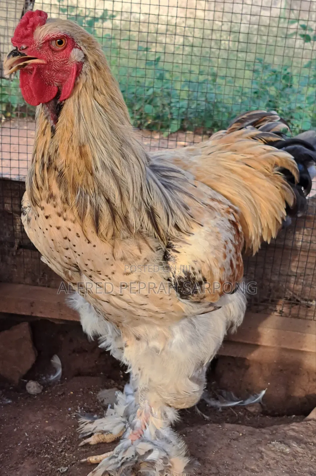 Brahma Chickens for Sale in Accra, Dansoman