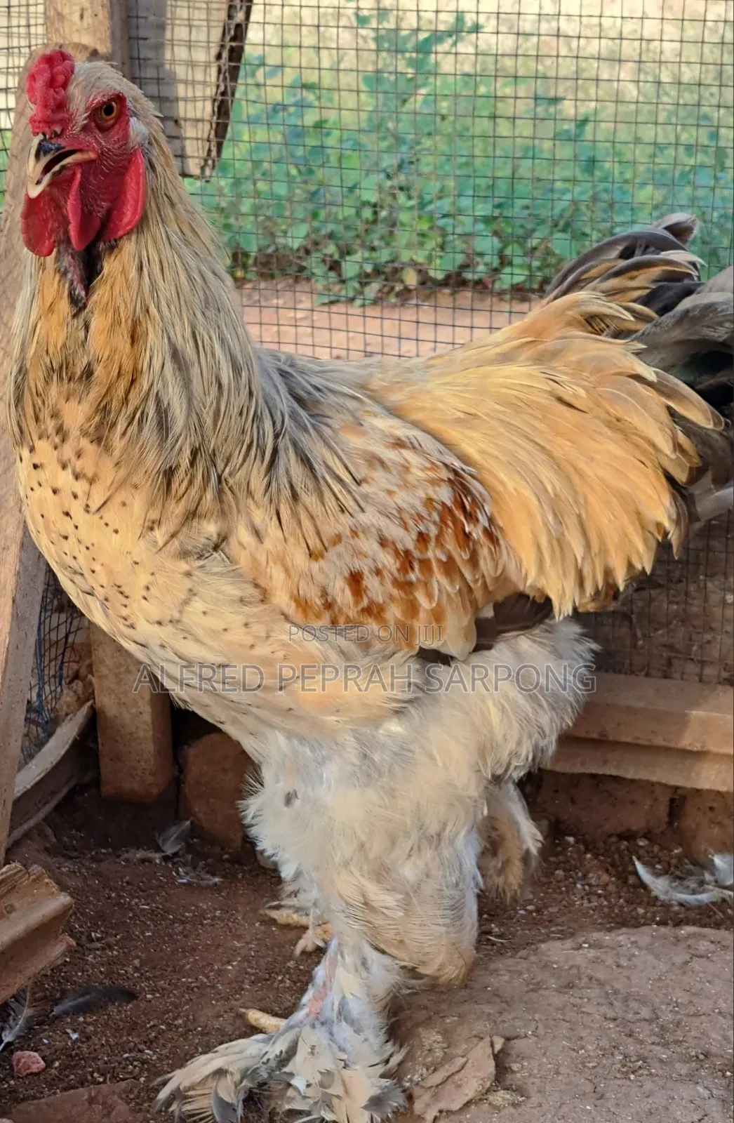 Brahma Chickens for Sale in Accra, Dansoman