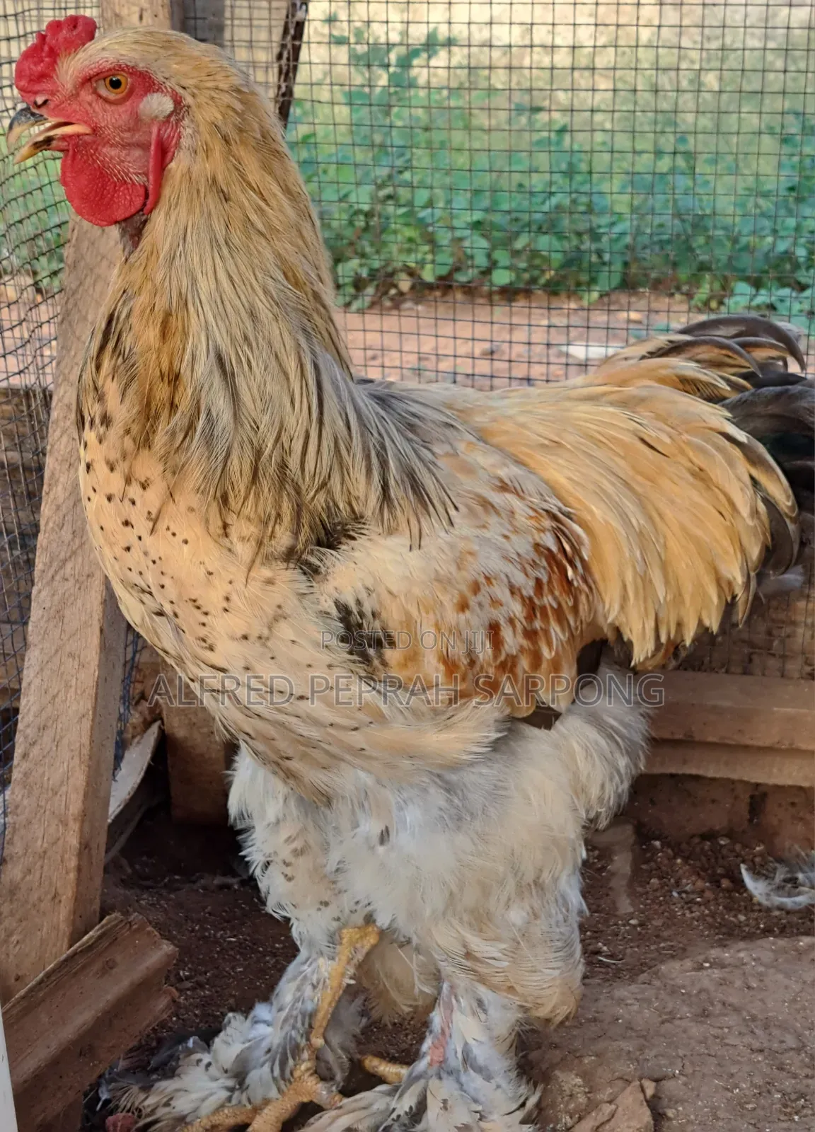 Brahma Chickens for Sale in Accra, Dansoman