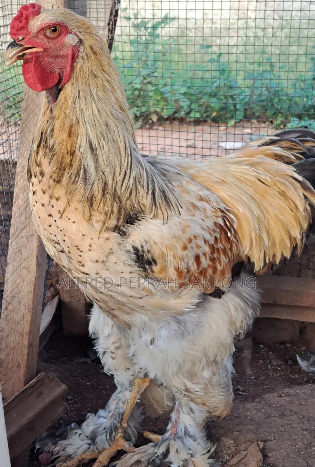 Brahma Chickens for Sale in Accra, Dansoman