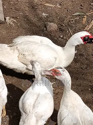 French White Male Muscovy Duck