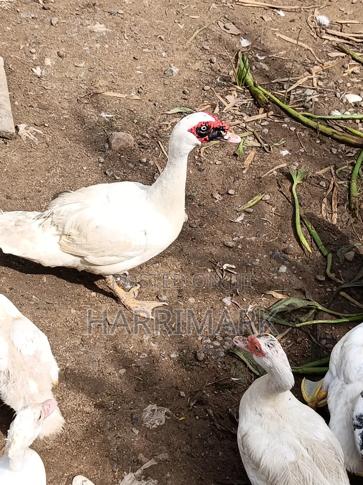 French White Male Muscovy Duck