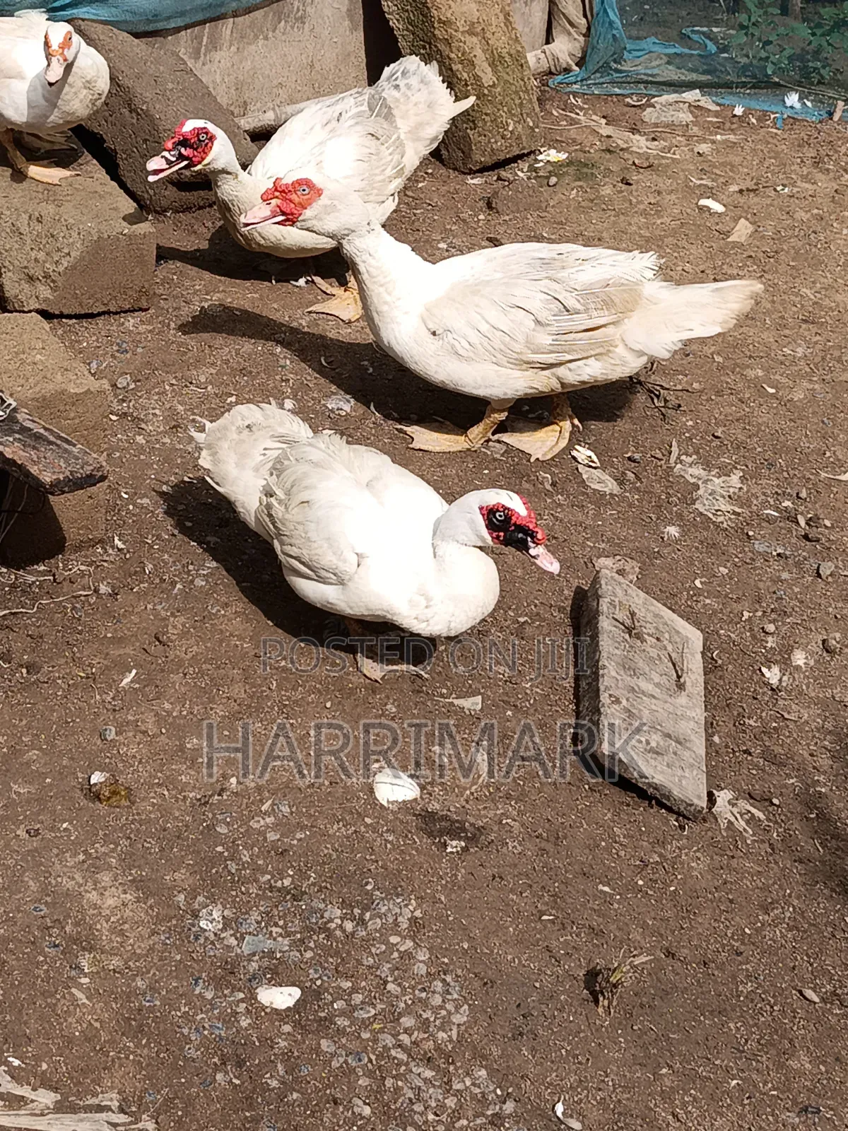 French White Male Muscovy Duck