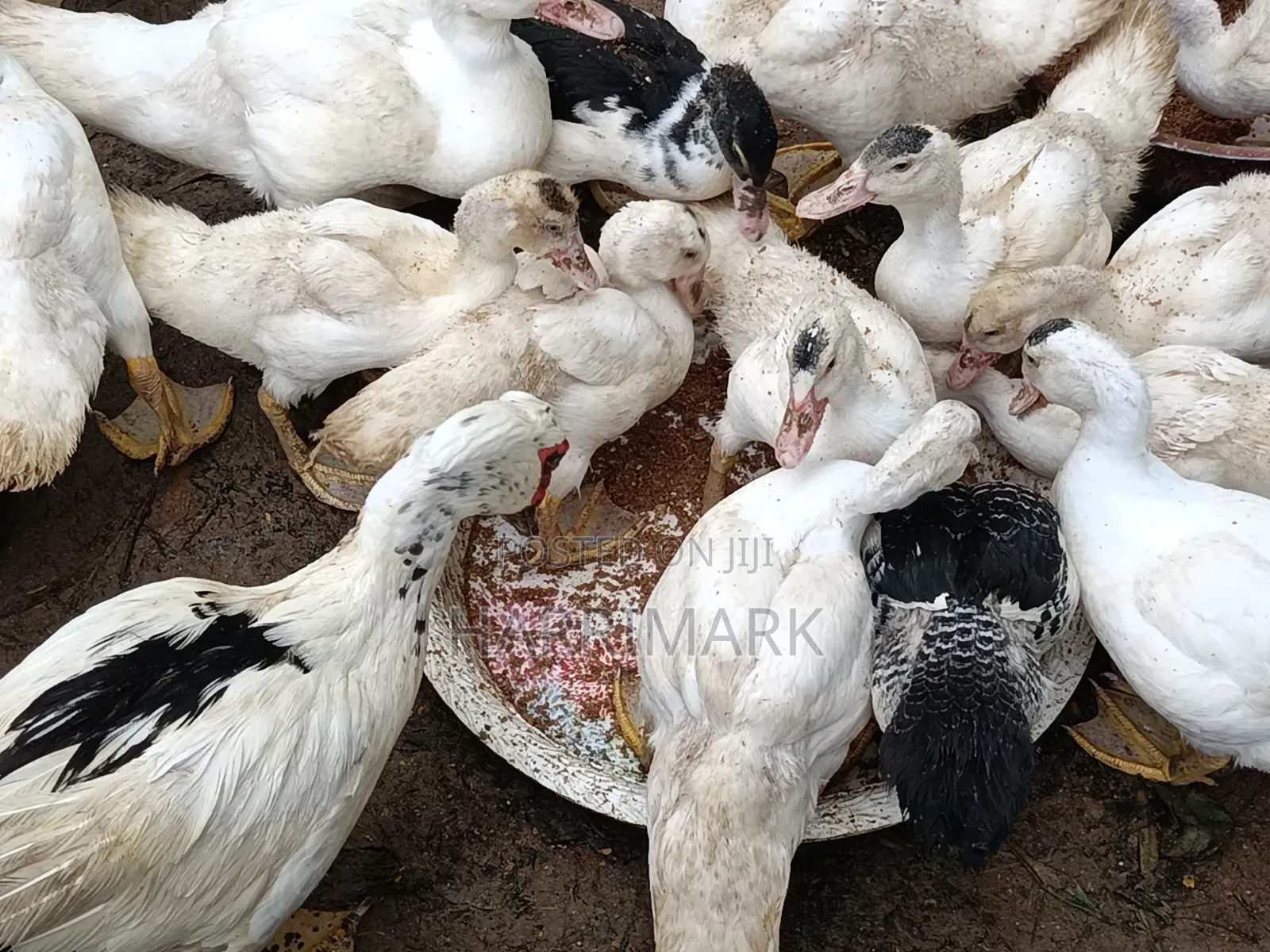 French White Male Muscovy Duck