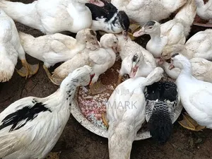 French White Male Muscovy Duck
