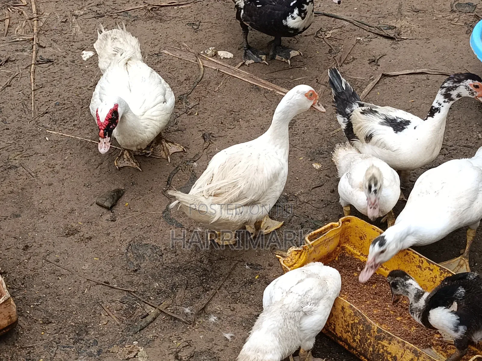 French White Male Muscovy Duck