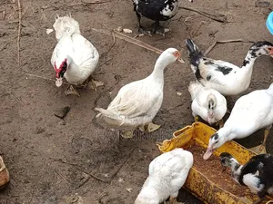 French White Male Muscovy Duck