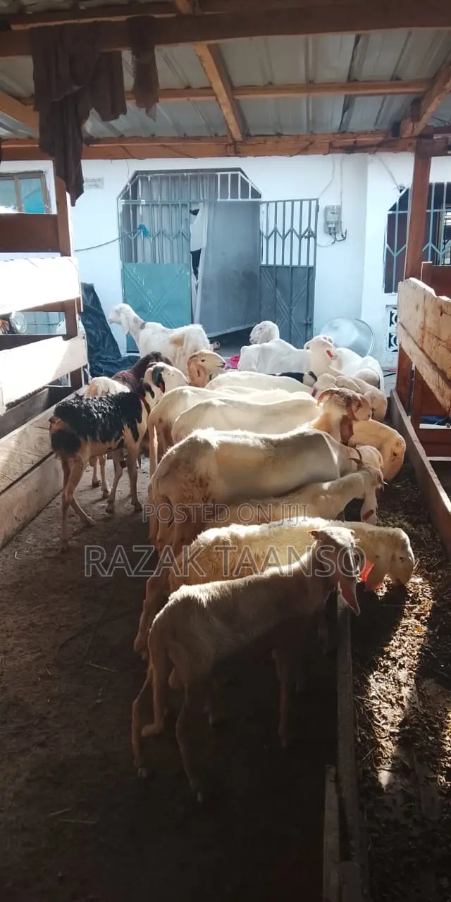Sheep for Sell Ladoum Balami Balibali