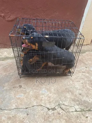 1-3 months Female Purebred Rottweiler