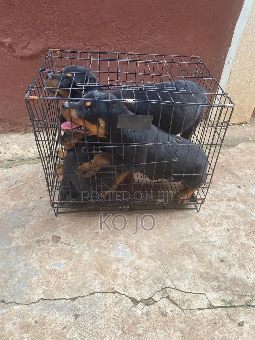 1-3 months Female Purebred Rottweiler