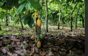 Two”2”Acers of Cocoa Farm Land for Sale