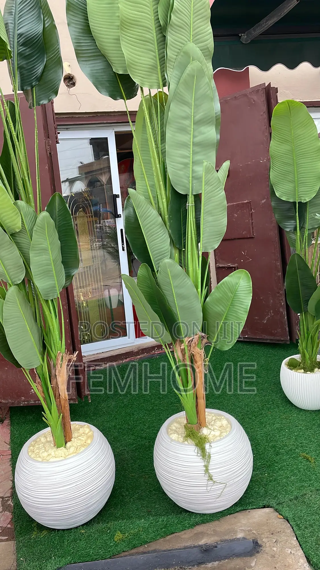 Beautiful Plants