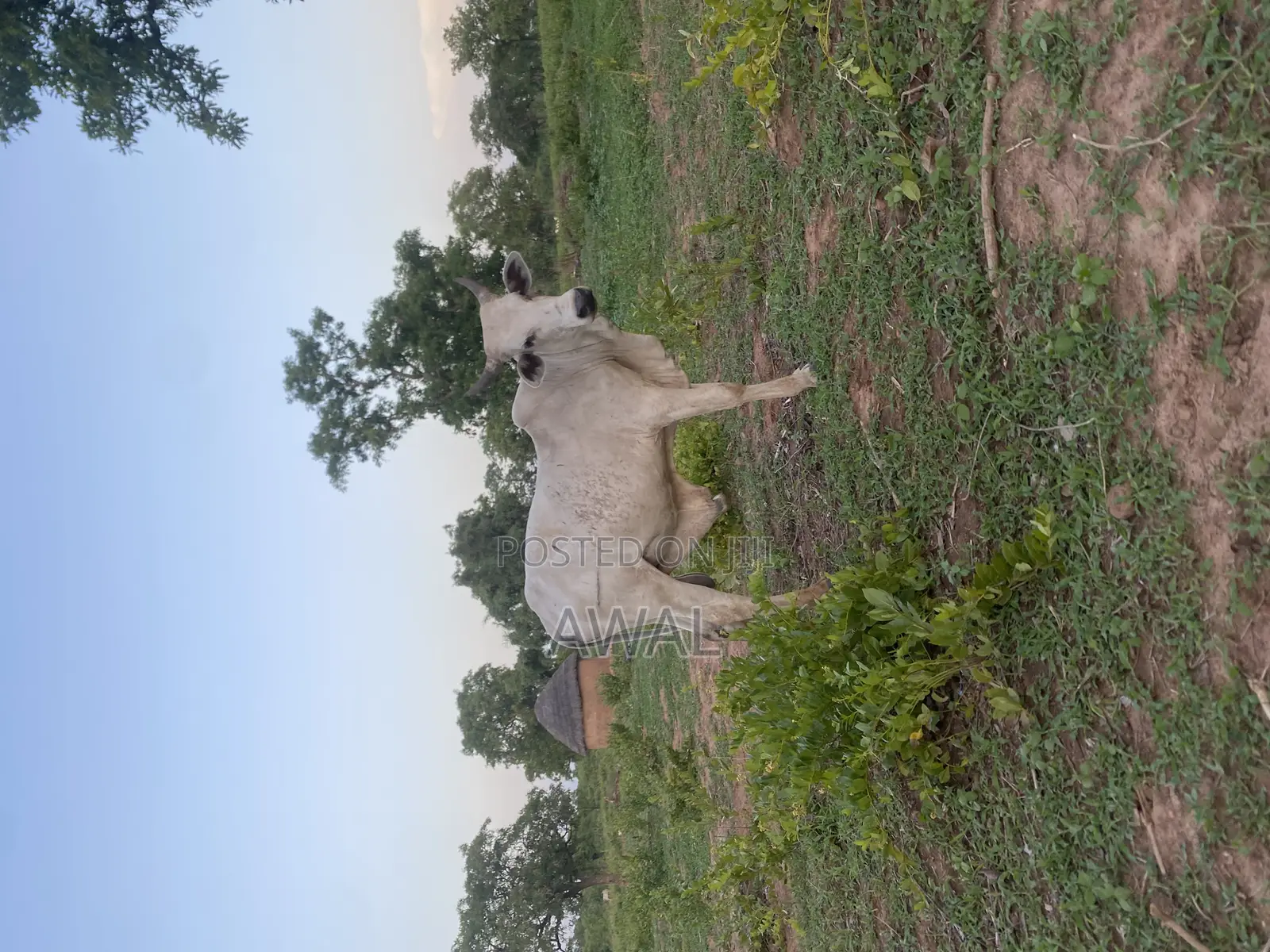 Gudali Cow