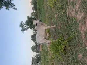 Gudali Cow