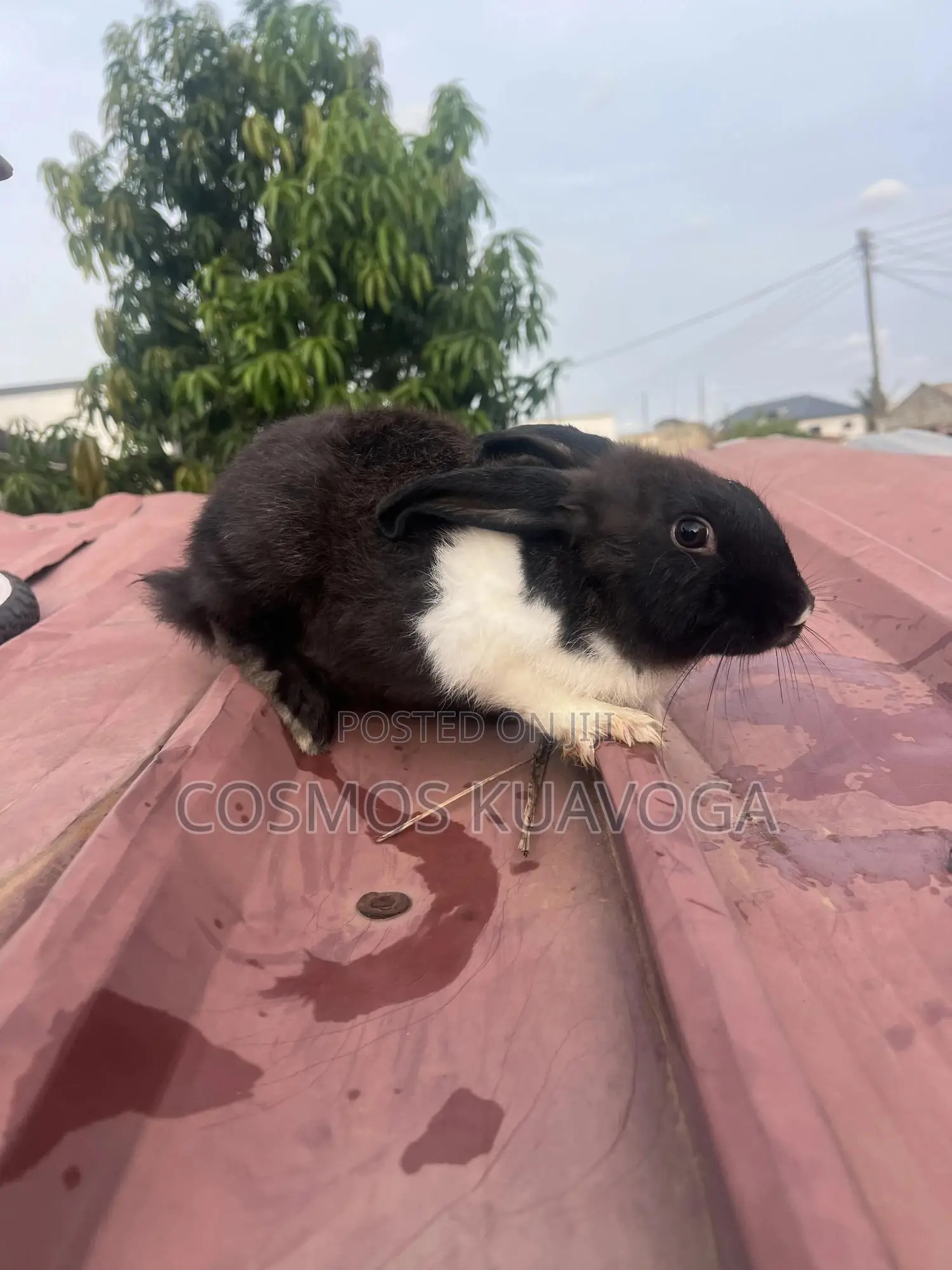 Rabbit for Meat or Breed
