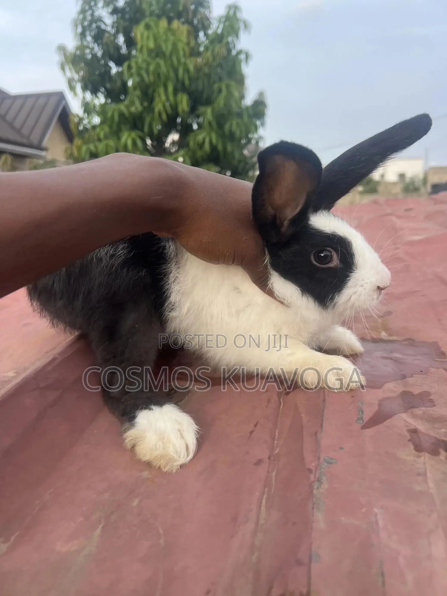 Rabbit for Meat or Breed