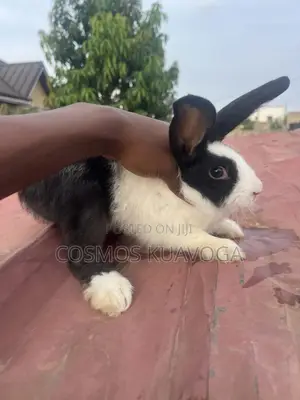 Rabbit for Meat or Breed