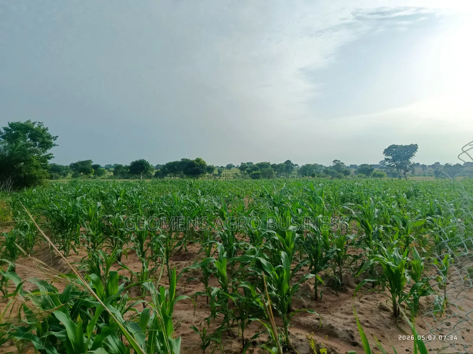 Biotango Foliar Treatment