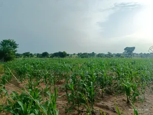 Biotango Foliar Treatment