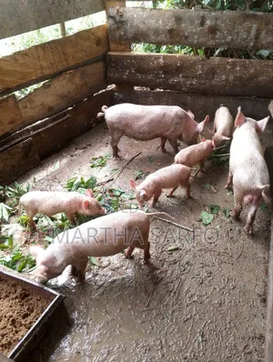 Pigs for Sale