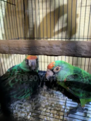 Red-headed