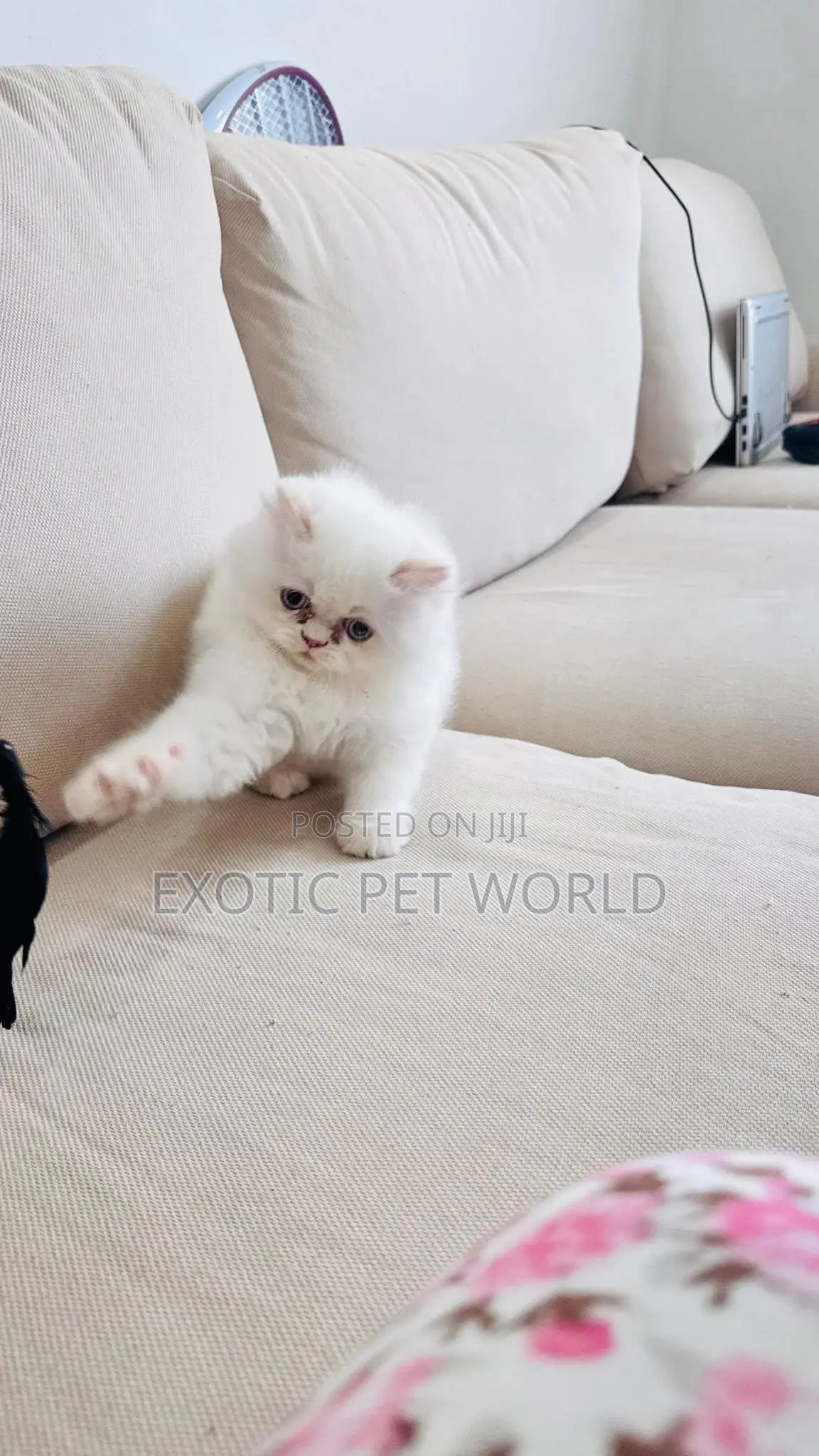 1-3 months Male Purebred Persian