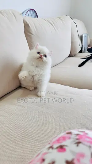 1-3 months Male Purebred Persian
