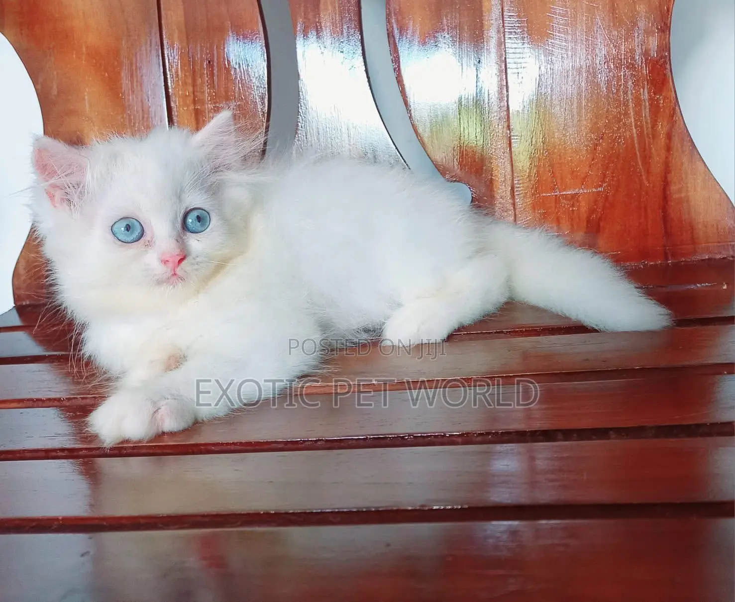 1-3 months Male Purebred Persian