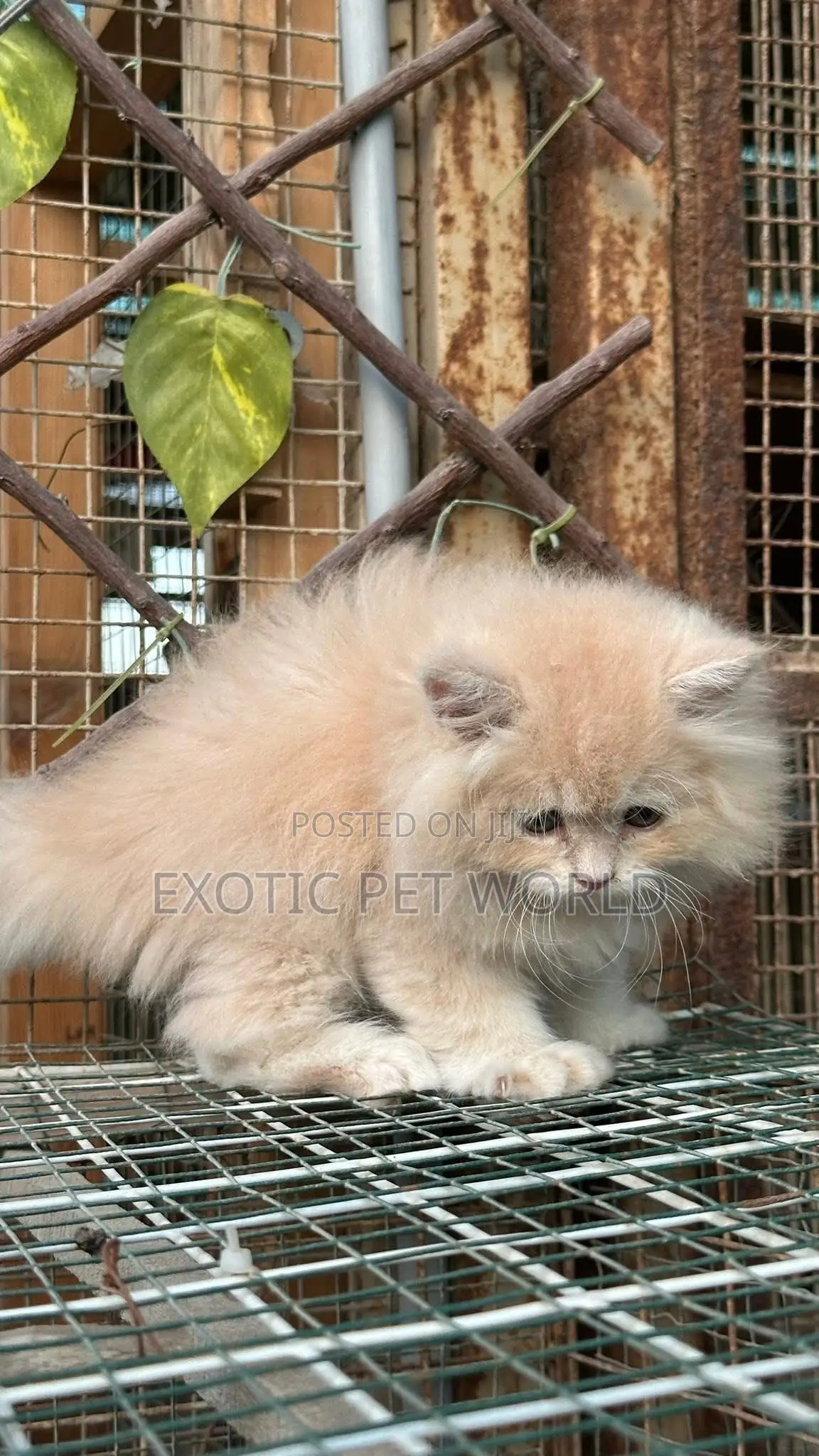 1-3 months Male Purebred Persian